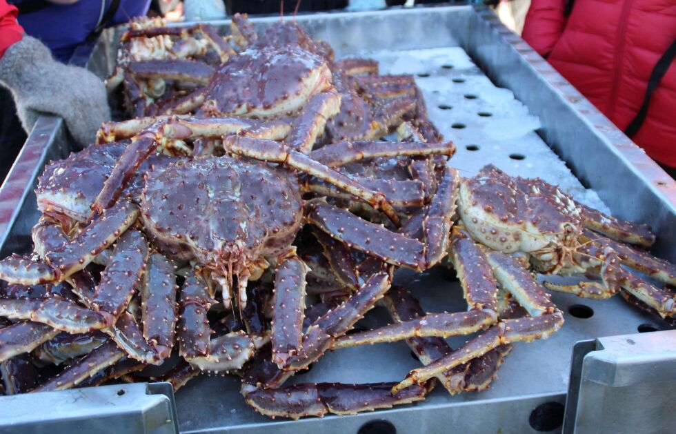 De med full fartøykvote kan i 2025 fiske 1.180 kilo kongekrabbe.
 Foto: Torbjørn Ittelin