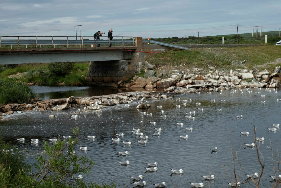 Ill.foto viser krykkjer ved Storelva øst for Vadsø.(Bjørn Hildonen)