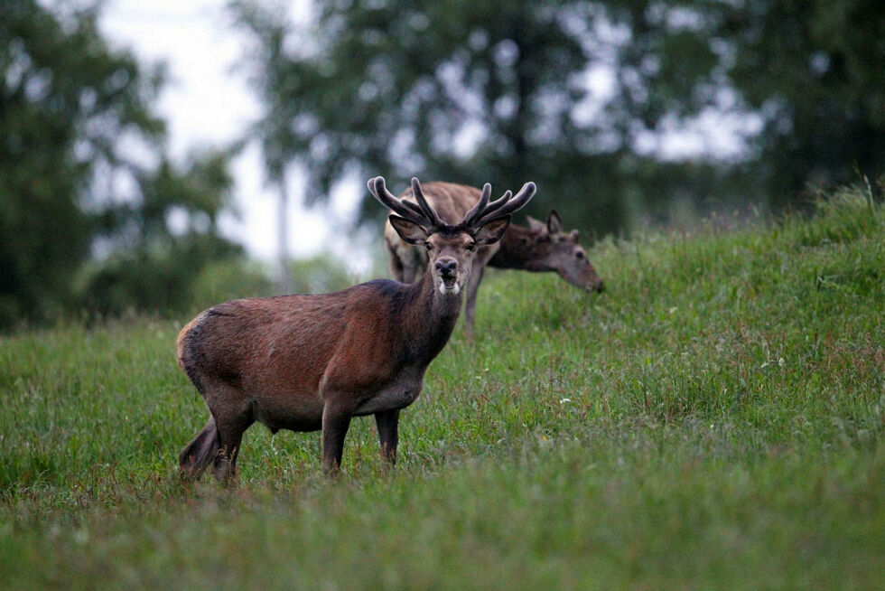 Hjortene er mindre nå enn før.
 Foto: Johan Trygve Solheim