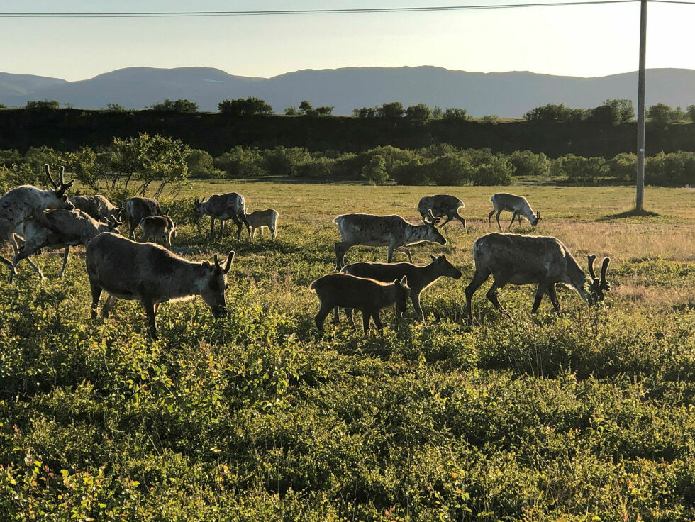 Muskelprøvene til ei simle fra Vuorje-Siida viser at kjøttet ikke har noe innhold av tungmetaller. For ordens skyld opplyser vi at reinsdyrene på illustrasjonsbildet er fra en annen siida.
 Foto: Stein Torger Svala