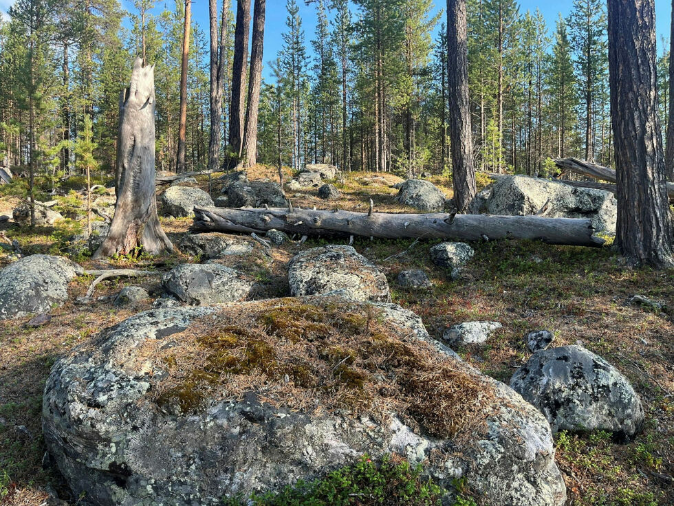 Naturvernforbundet krever utvidelse av Øvre Pasvik nasjonalpark for å sikre den unike naturen for ettertiden.
 Foto: Siri Tollefsen