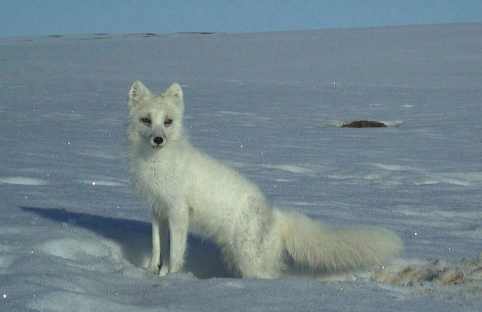 Sammen med Norsk institutt for naturforskning (NINA) og Statens naturoppsyn (SNO) er COAT med på blant annet fjellrev-prosjektet på Varangerhalvøya
 Foto: COAT