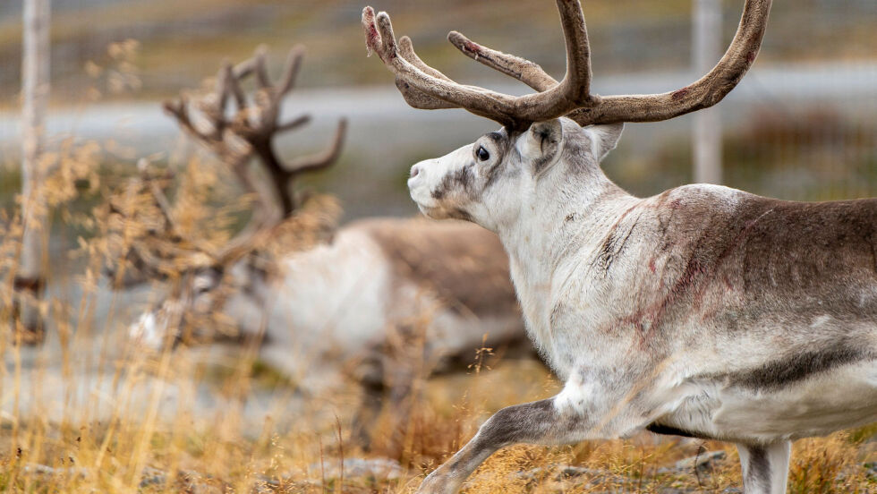 Illustrasjonsbilde av kjørerein under trening i reingjerdet til reinbeitedistrikt 9 Čorgaš.
 Foto: Cecilie Bergan Stuedal