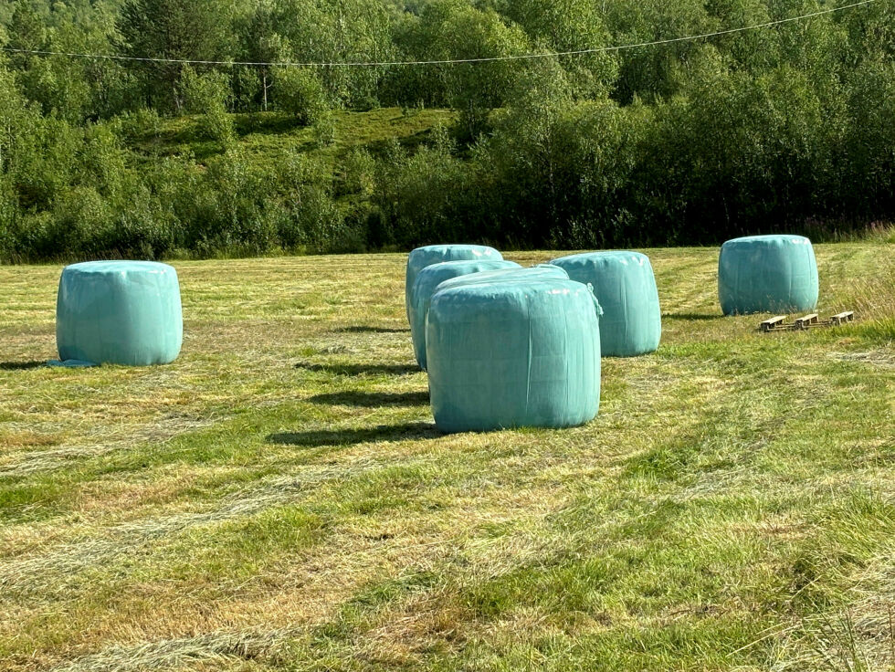 I Karigasniemi er det grønne rundballer som gjelder, og med dem kommer et håp om en grønnere og mer bærekraftig fremtid for landbruket.
 Foto: Anders Henriksen