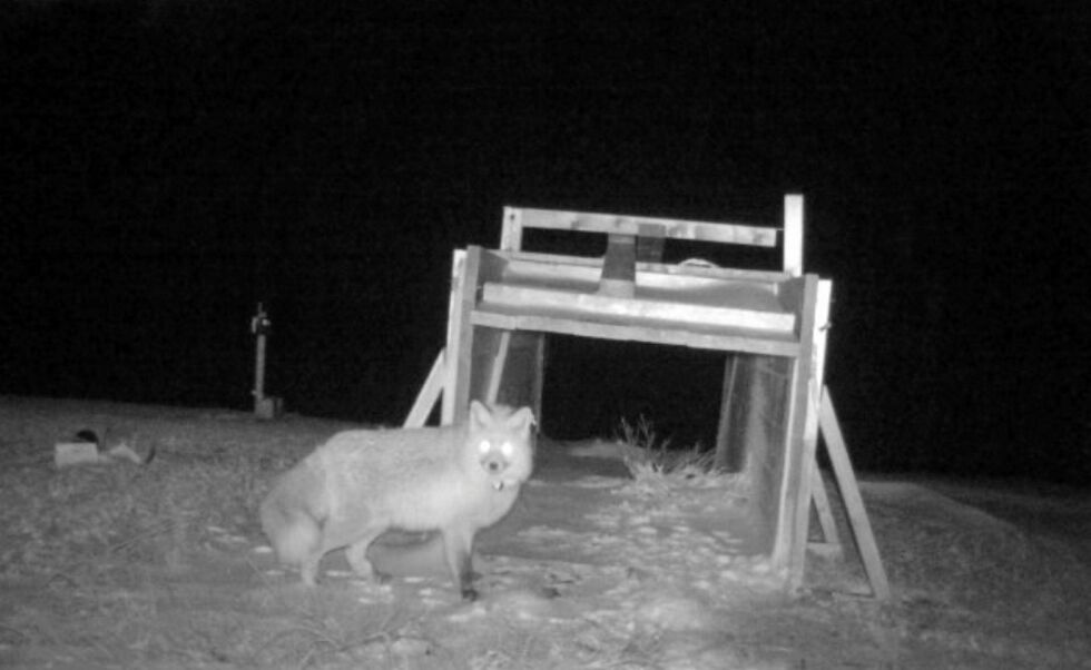 Dette er reven som er fanget ved reingjerdet på Kongsfjordfjellet – der den koser seg med gratis mat rundt fella.
 Foto: COAT viltkamera