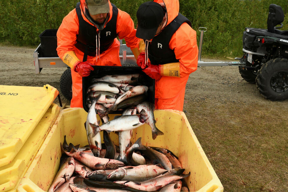 Tall­ene viser at det i 2023 kom nesten tre ganger så mye puk­kel­laks til nor­ske elv­er og langs kysten som i eks­plo­sjons­året 2021. Bildet fra Lakselva i Porsanger.
 Foto: Irene Andersen