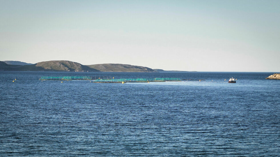 Finnmark har skilt seg positivt ut både med tanke på dødelighet og produksjon av lakselus. Vil dette endre seg etter en usedvanlig varm sommer og eksplosjon i antall luselarver?
 Foto: Geir Johansen