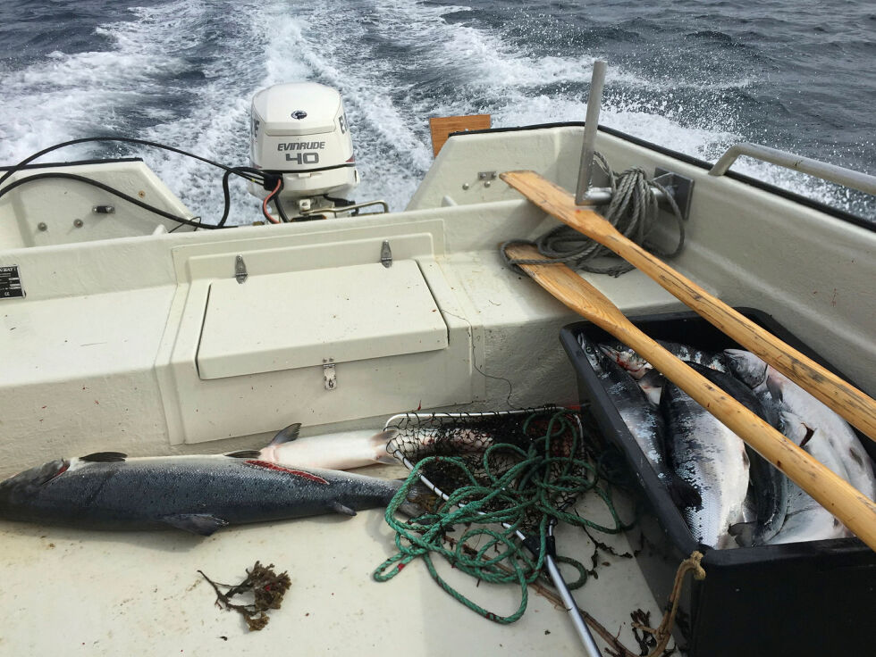 Finn­mark er det fylket i landet der det er fisk­et mest laks i sjøen i 2024, med 48 tonn.
 Foto: Irene Andersen