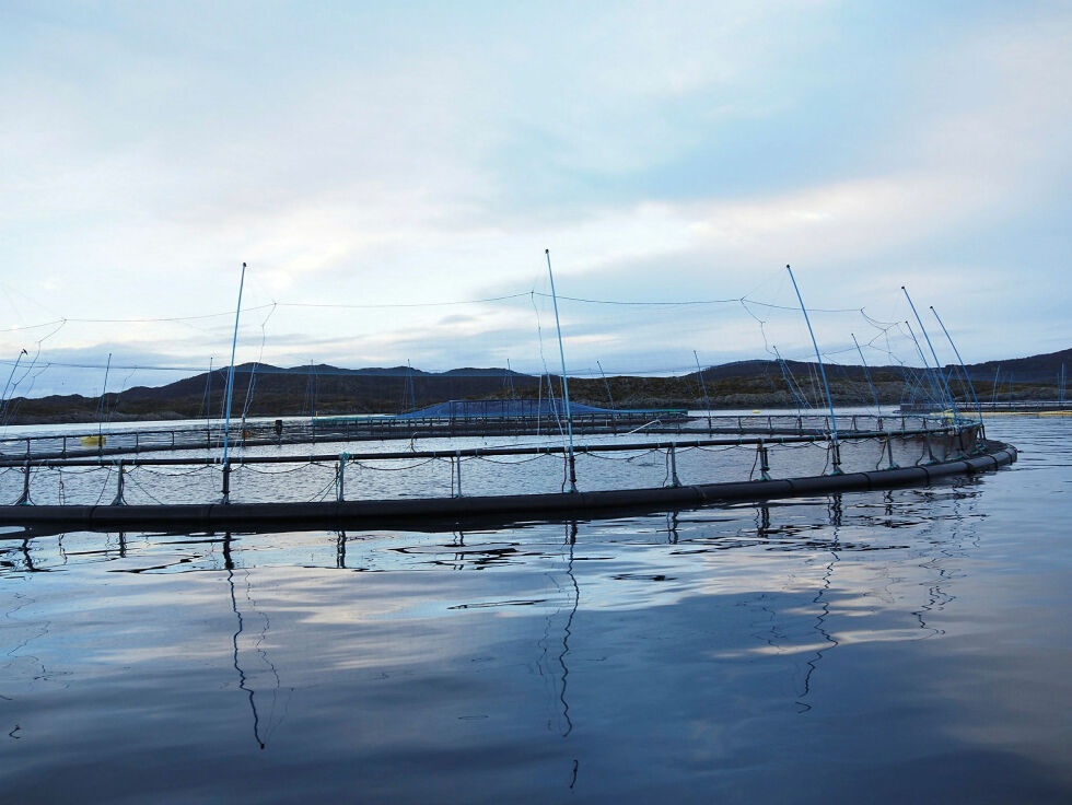 Produksjonsområdene for oppdrett fra sør i Nordland til Nord-Troms har endret status fra lav til moderat risiko for at lak­se­lus har nega­tiv påvirk­ning på vil­laks.
 Foto: Harrieth Lundberg/Veterinærinstituttet