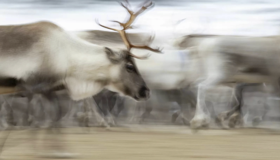 14 vil bli reindriftsdirektør i Troms og Finnmark.
 Foto: Cecilie Bergan Stuedal