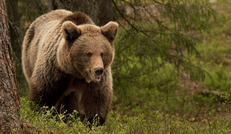 Beitelaget i Nesseby har foreløpig ikke fått fellingstillatelse på bjørn etter at det ble funnet syv sauekadaver øverst oppe i Bergebydalen. Arkivfoto: Irene Andersen