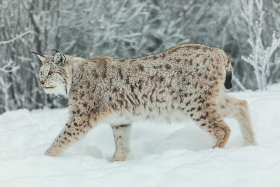 Rovdyr, her representert ved gaupe.
 Foto: Kim Abel/Naturarkivet