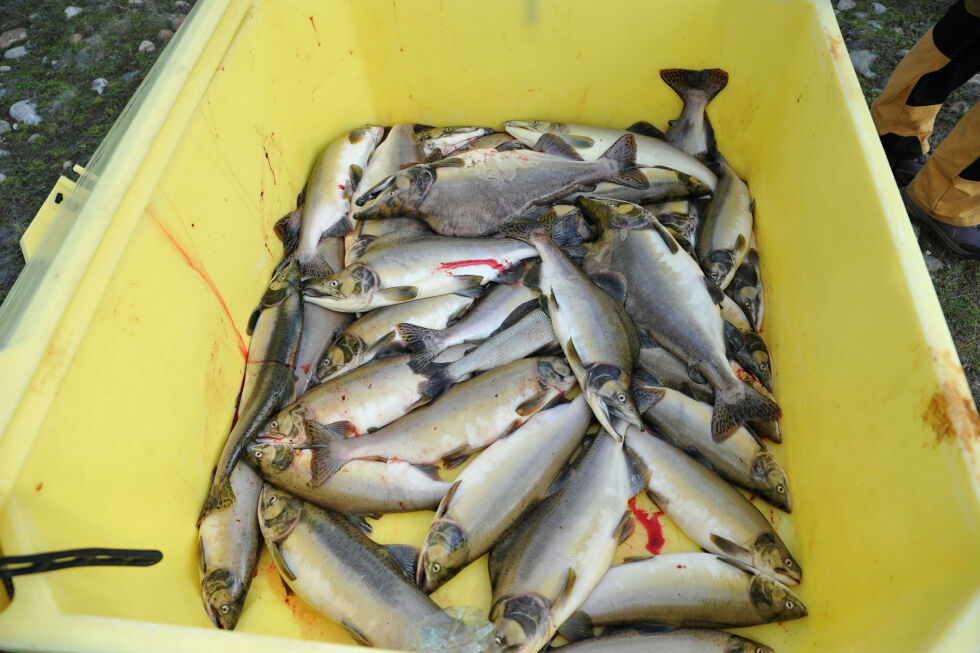 Finlands Miljøinstitutt vil ha denne fisken utryddet i grensevassdragene.
 Foto: Birgitte Wisur Olsen