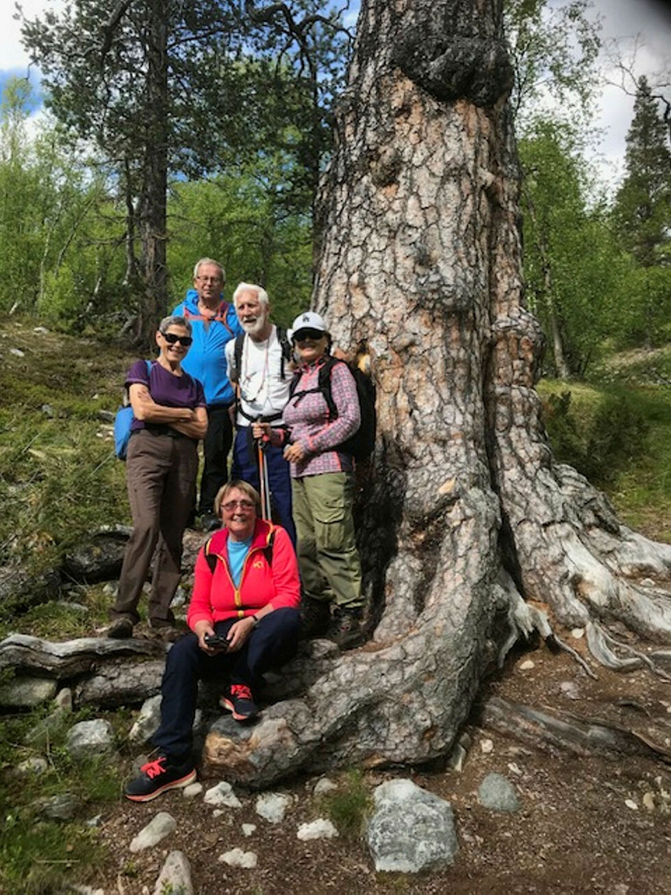 Et bilde av den gamle storfurua i Mathisdalen i Alta. Bildet ble tatt under et besøk til furua under miljøuka i 2018.
 Foto: Tor Håvard Sund