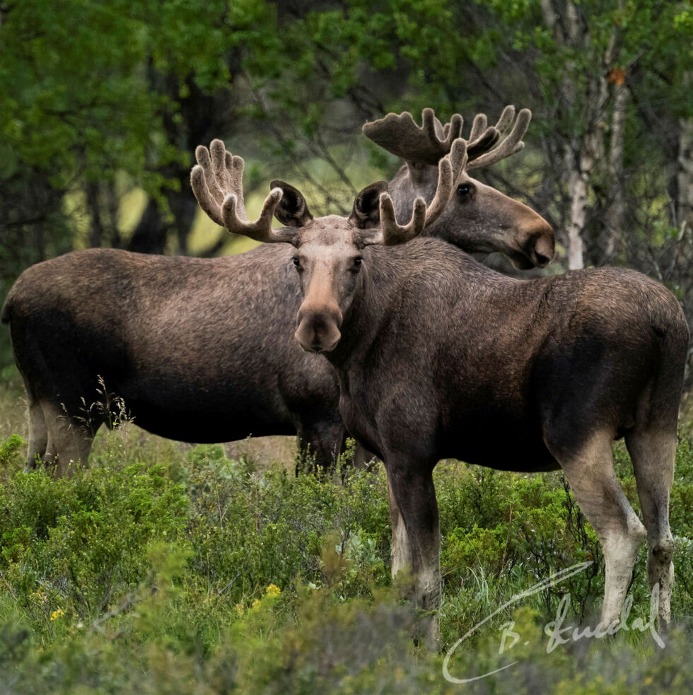 Viltnemnda ber folk holde avstand til elgen. 50 meter kan være for nært.
 Foto: Cecilie Bergan Stuedal