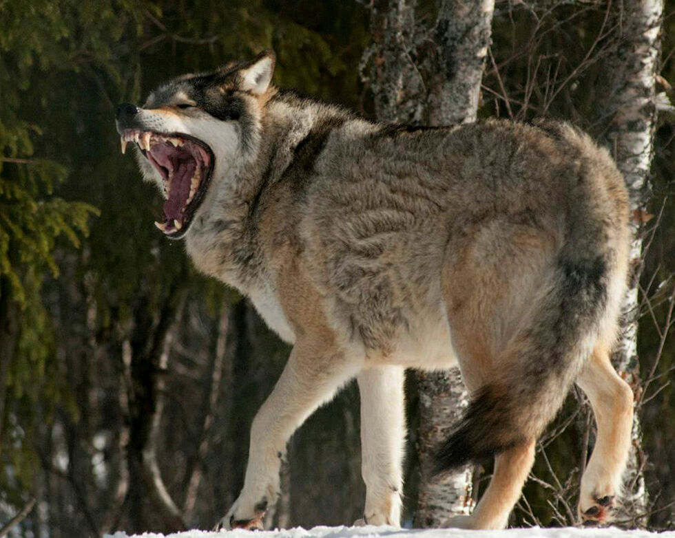 Det ble registrert fem ulv med finsk-russisk opprinnelse i Sør-Varanger i fjor.
 Foto: Irene Andersen