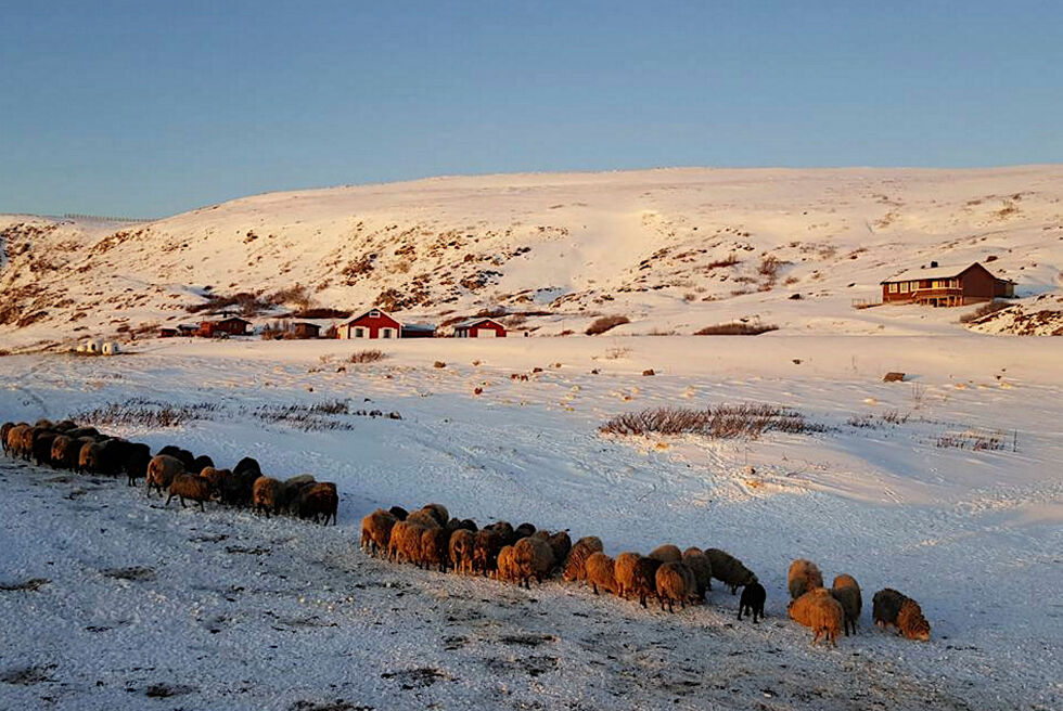 Sauenæringen er utelatt fra mandatet til et nytt ekspertutvalg for norsk rovviltforvaltning.
 Foto: Privat