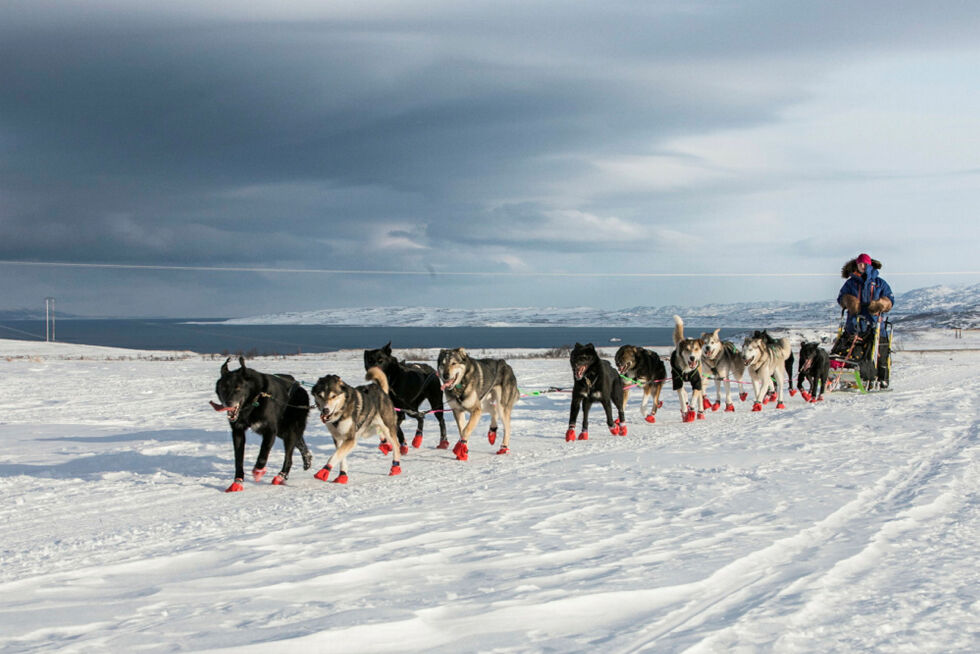 Boka lan­se­res un­der VM i hun­de­kjø­ring på Røros 12. feb­ruar.
 Foto: Finnmarksløpet