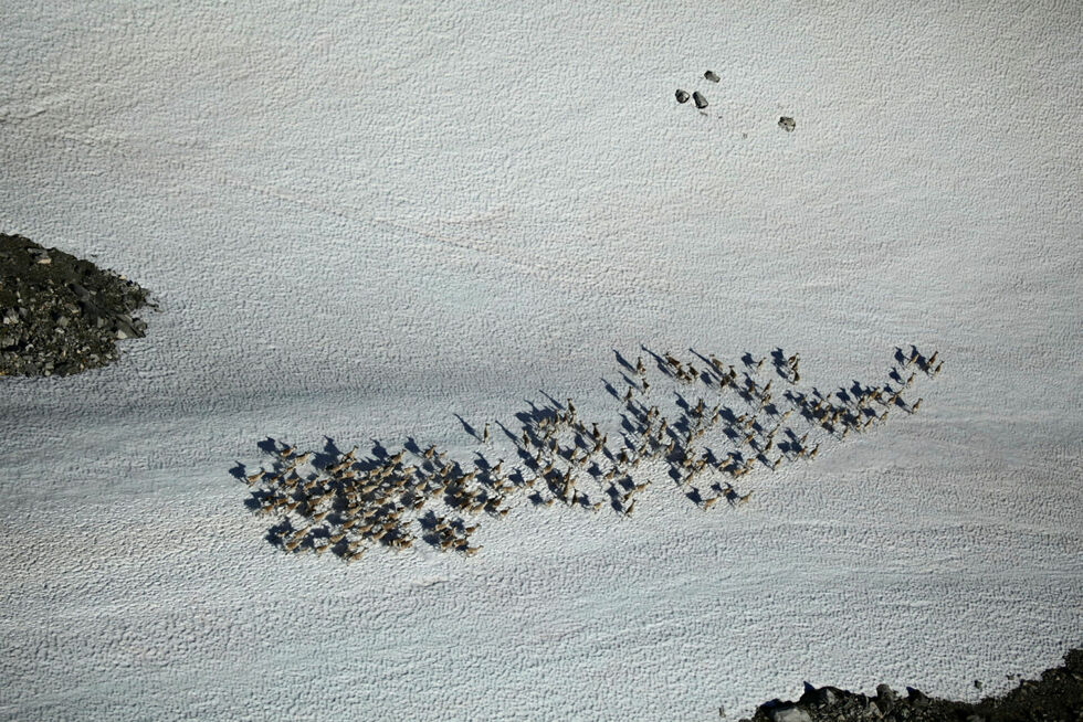 Flokkene med villrein blir fotografert fra lufta, for å telle antall kalver per simler og ungdyr. Bildet viser villrein i Snøhetta vest.
 Foto: Roy Andersen, Norsk villreinsenter