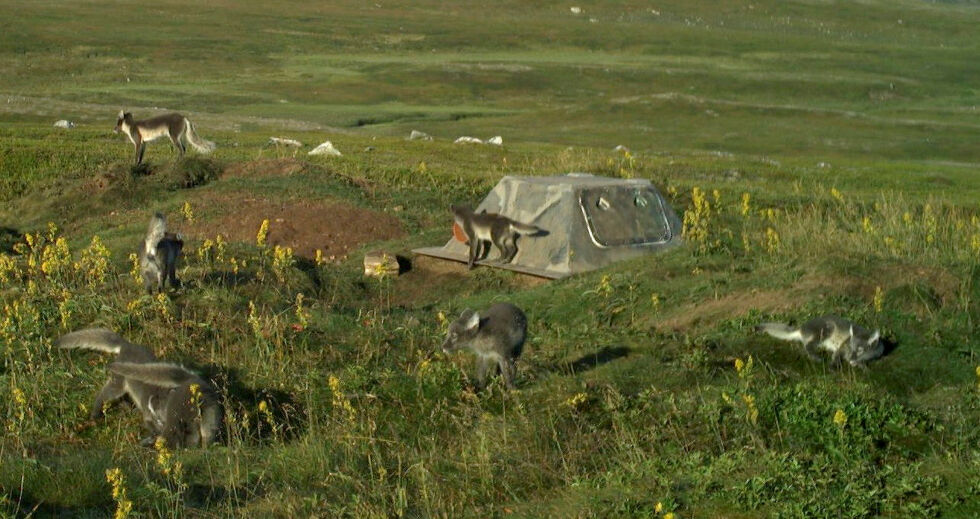 Både plante- og dyrelivet, som fjellrever, er ventet å bli påvirket av det stadig varmere klimaet i Varanger.
 Foto: Viltkamera, SNO